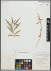 Foto von Salix alba subsp. vitellina (L.) Arcang. x Salix babylonica L.